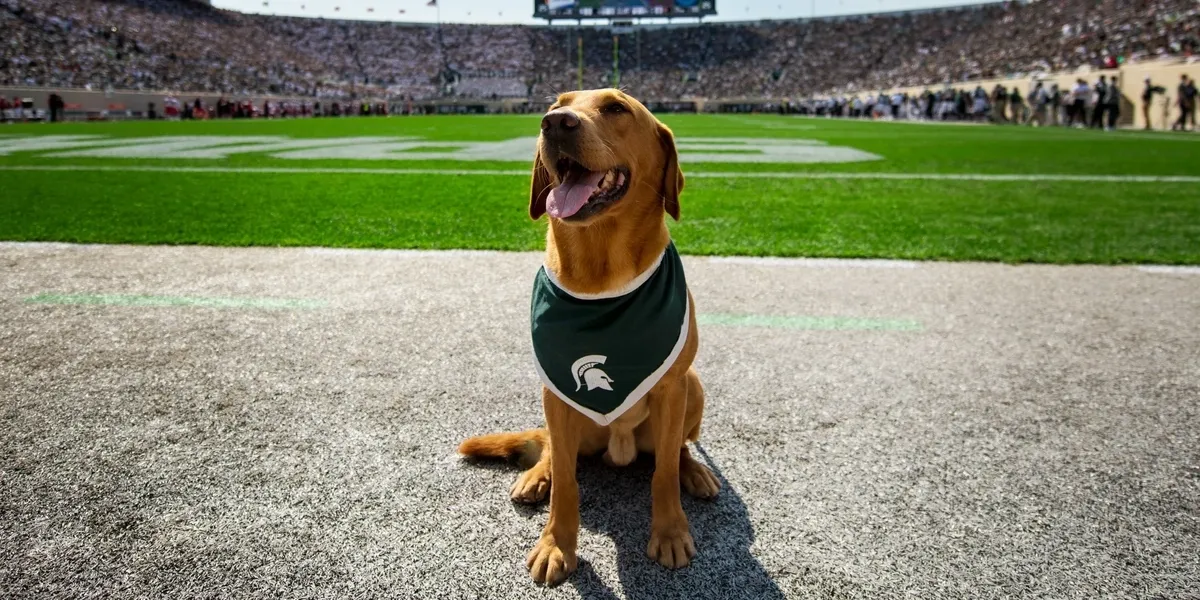Zeke the WonderDog sitting on the Spartan Stadium field in his MSU bandana
